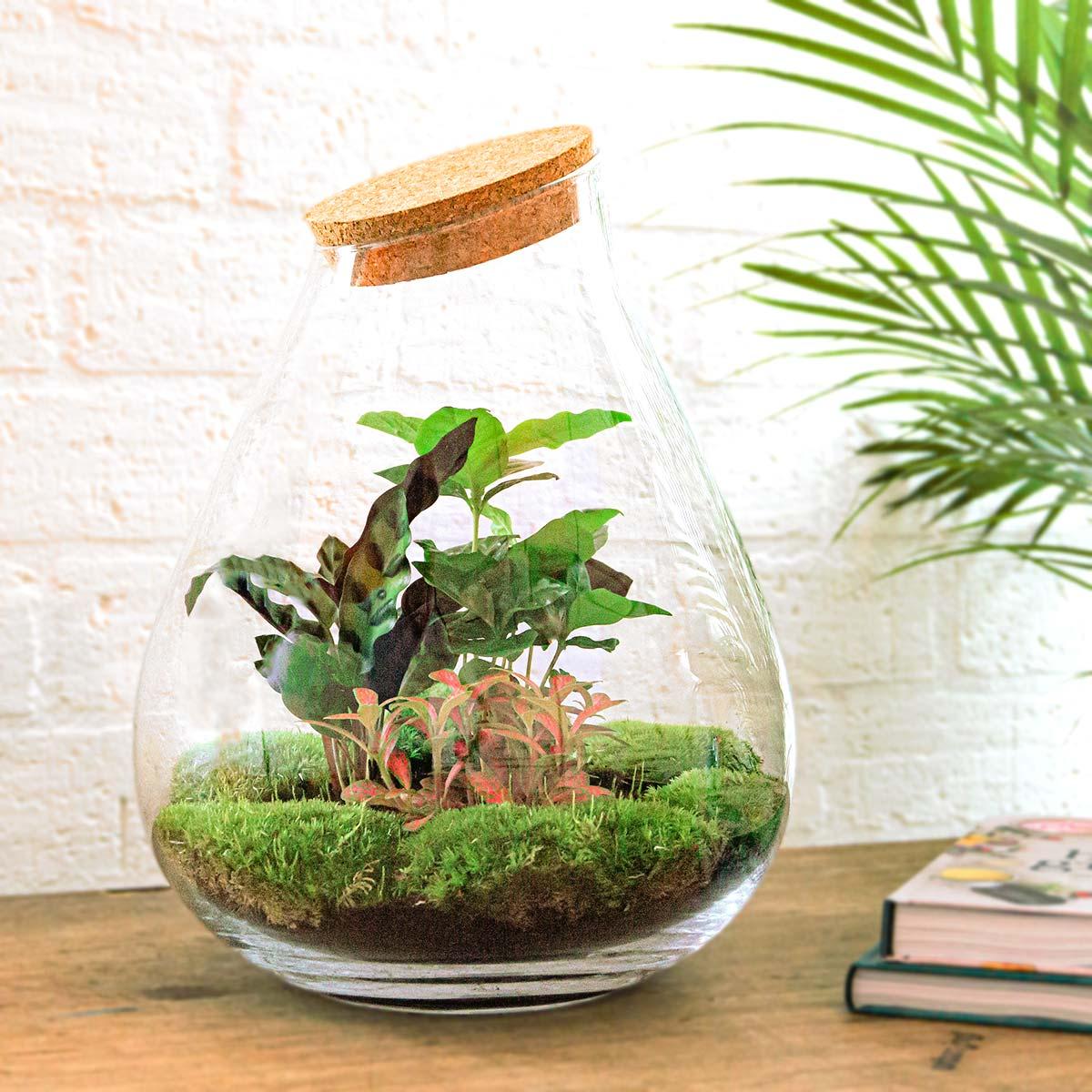 DIY terrarium - Drop XL Red - 37cm