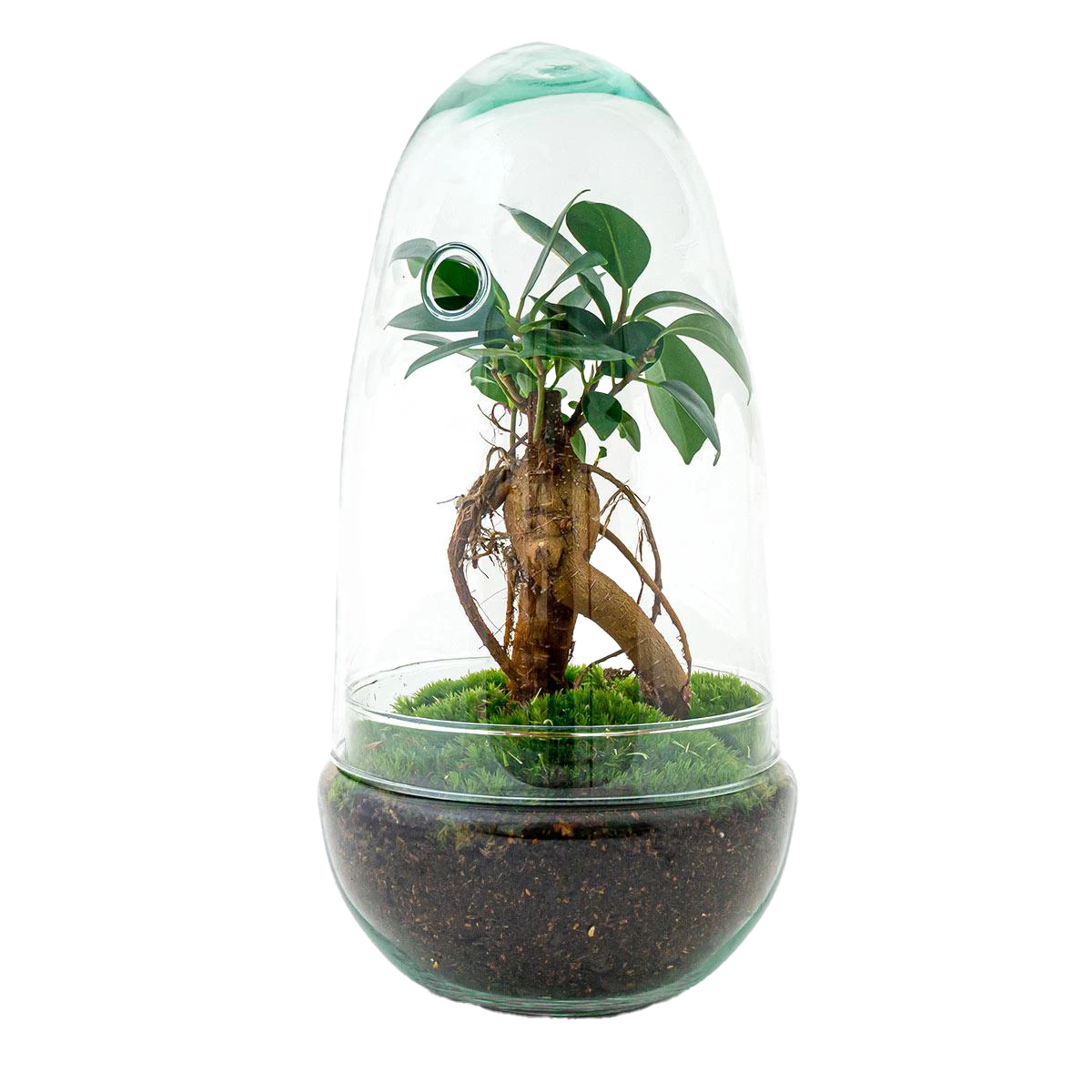 DIY terrarium - Egg - Ficus Ginseng Bonsai - 25cm