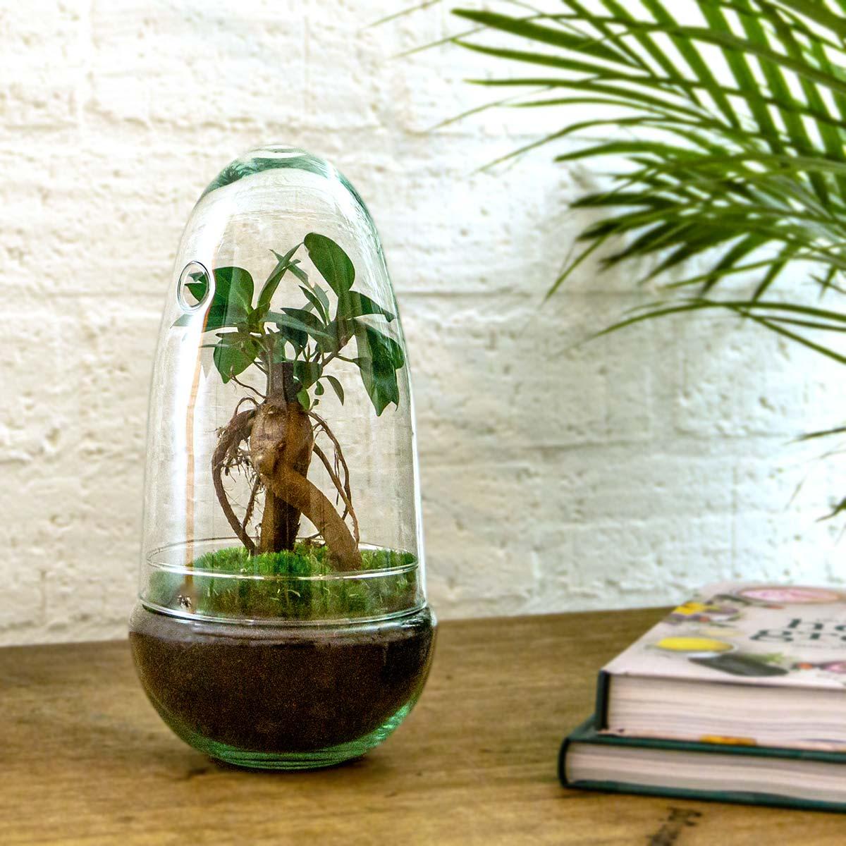 DIY terrarium - Egg - Ficus Ginseng Bonsai - 25cm