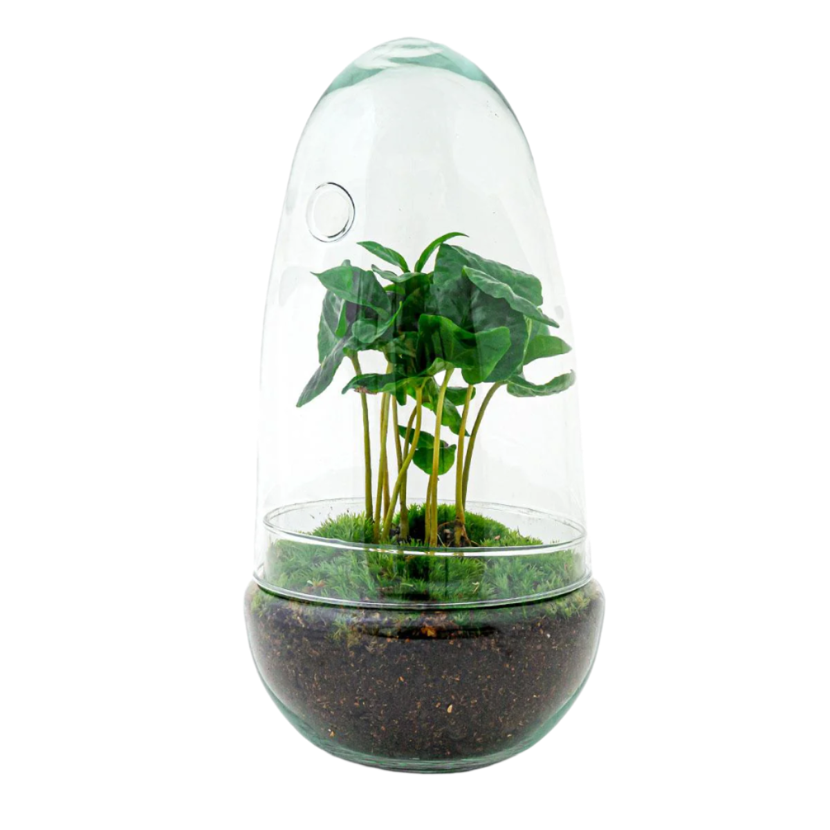 DIY terrarium - Egg - Coffea Arabica - 25cm