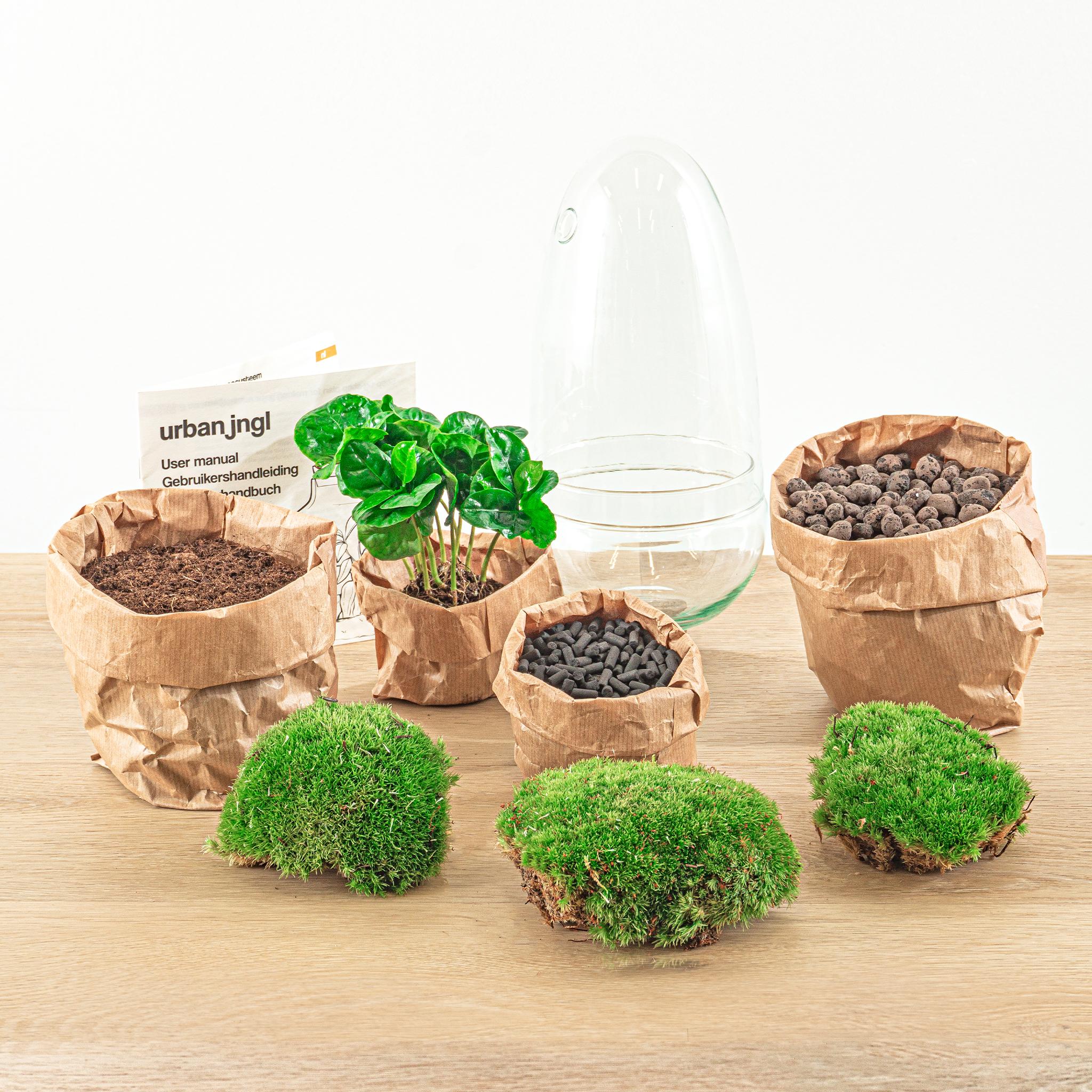 DIY terrarium - Egg - Coffea Arabica - 25cm