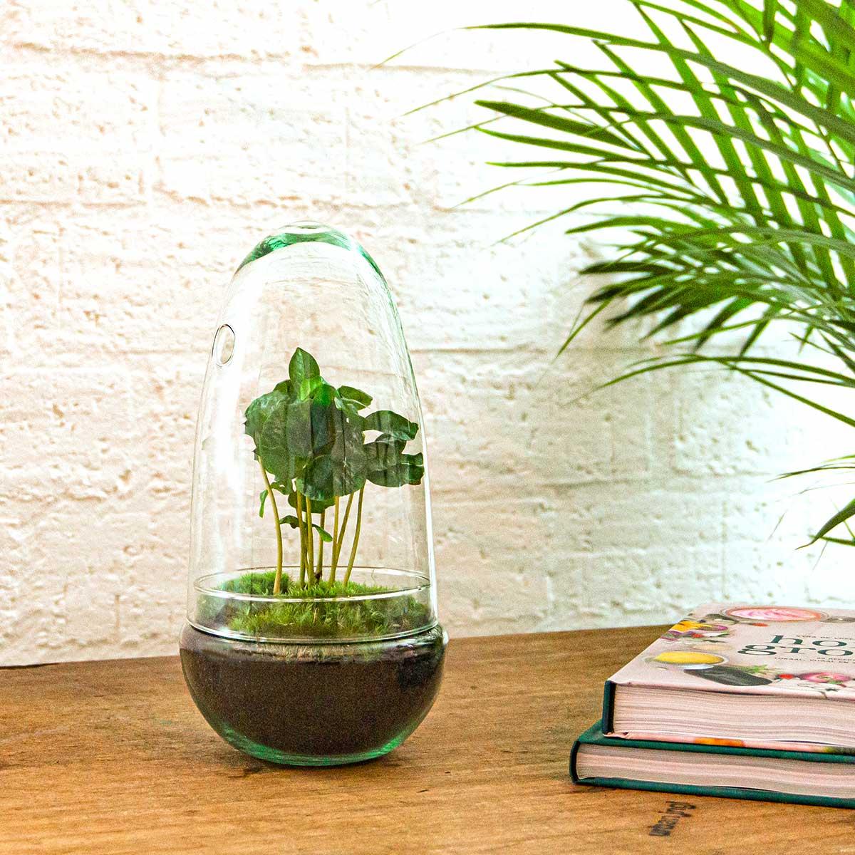 DIY terrarium - Egg - Coffea Arabica - 25cm