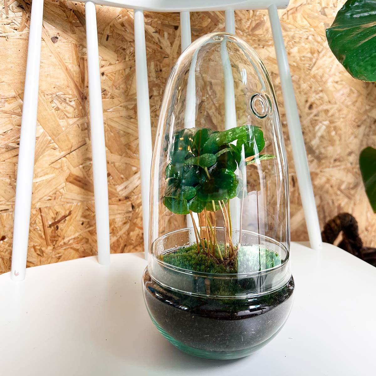 DIY terrarium - Egg - Coffea Arabica - 25cm