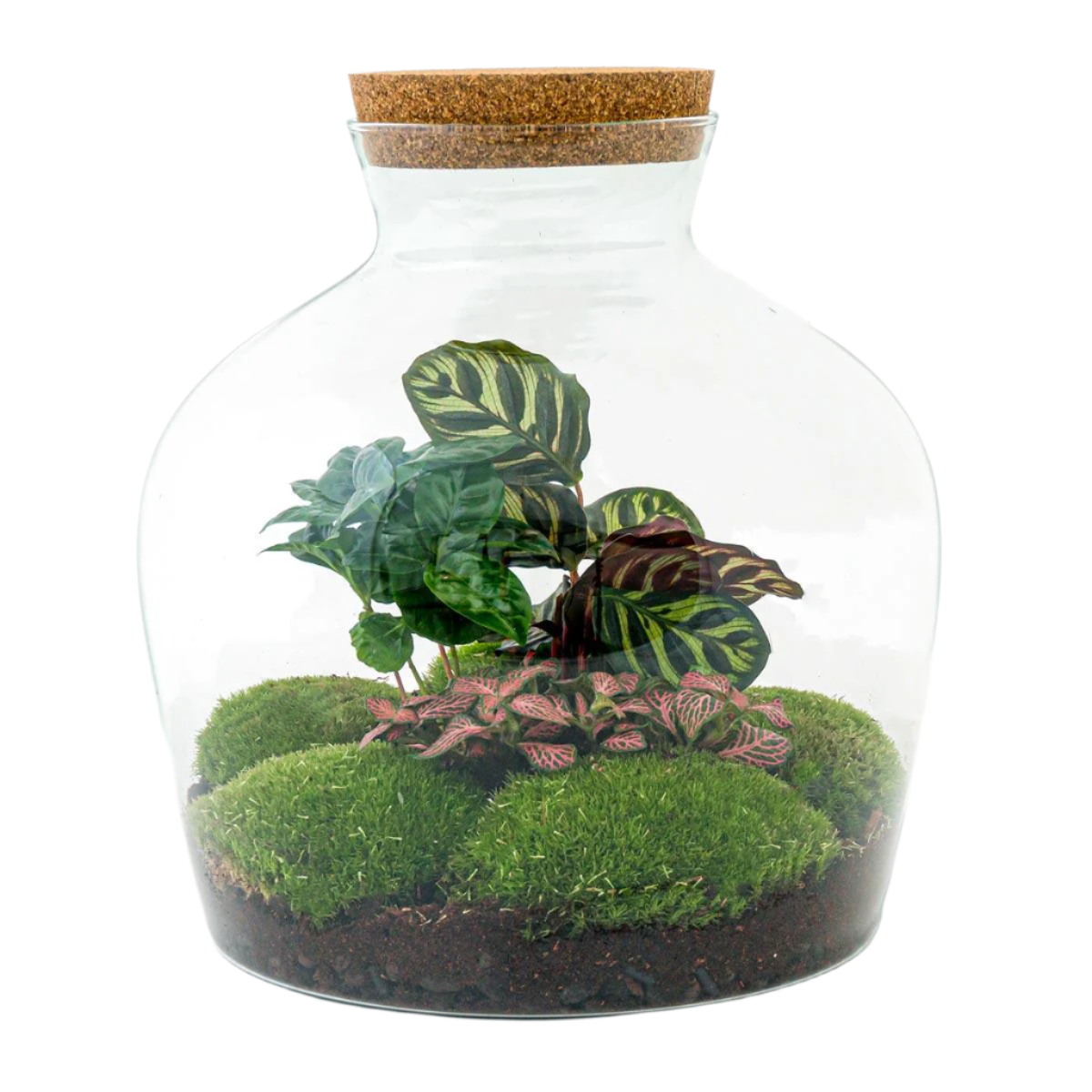 DIY terrarium - Fat Joe Coffea - 30cm