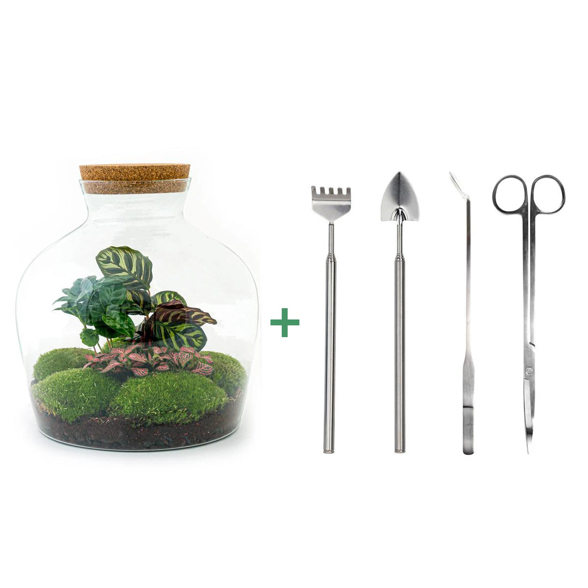 DIY terrarium - Fat Joe Coffea - 30cm