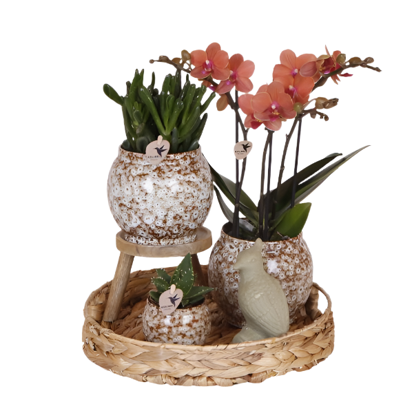 Natural plant set - Orchid red + succulents