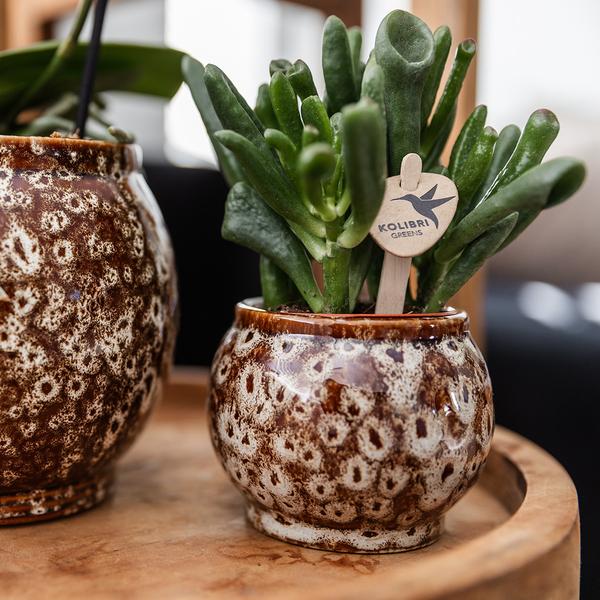 Natural plant set - Orchid red + succulents