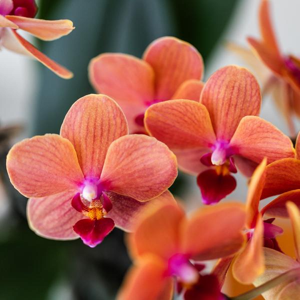 Natural plant set - Orchid red + succulents