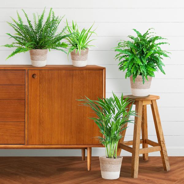 Animal Friendly Green Set with Lisbon Baskets White - 4 Plants