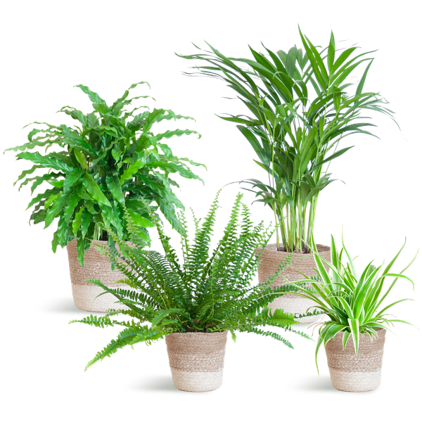 Animal Friendly Green Set with Lisbon Baskets White - 4 Plants