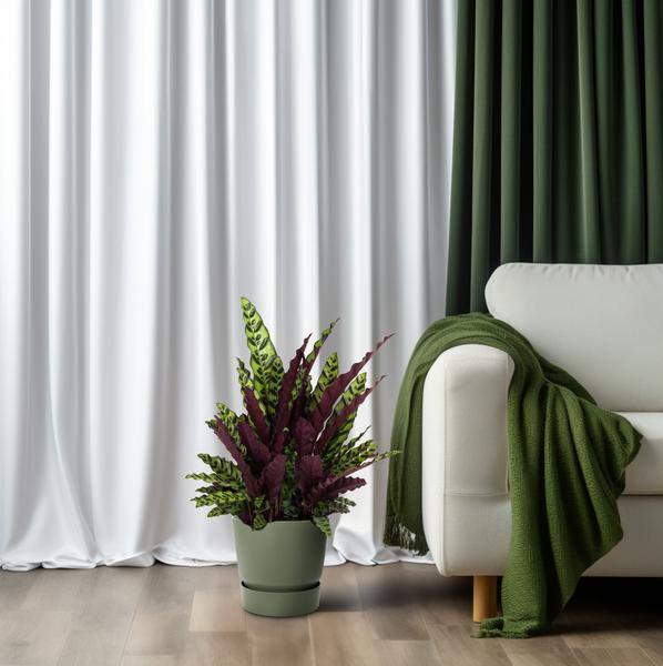 Calathea Lancifolia - 70cm - Ø27
