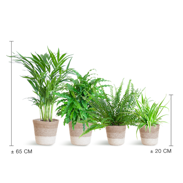 Animal Friendly Green Set with Lisbon Baskets White - 4 Plants
