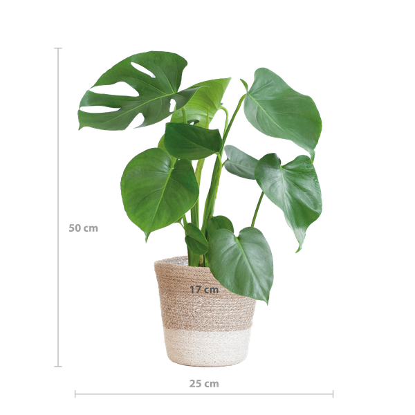Monstera Deliciosa with Lisbon basket - 50cm - Ø17
