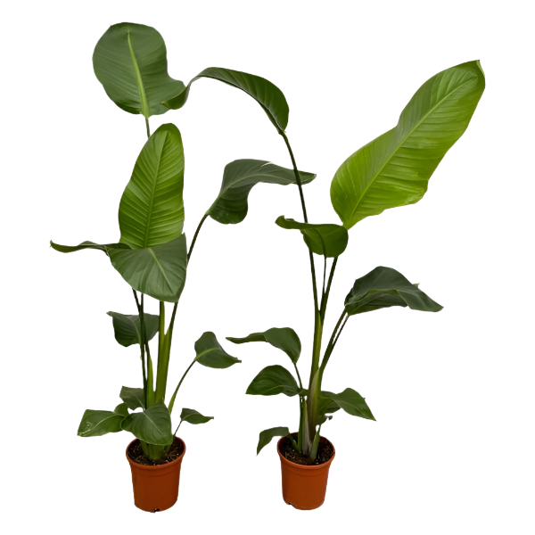 COMBI DEAL - Strelitzia Nicolai - 100 cm - Ø17 - 2 stuks