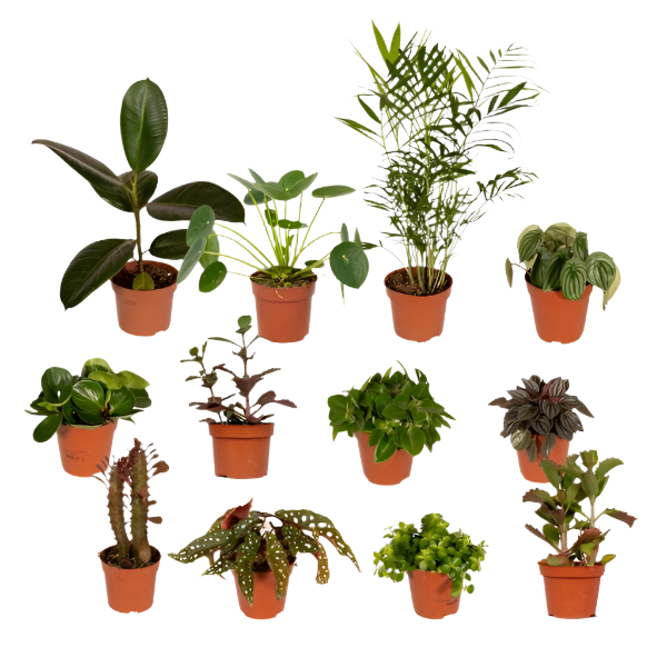 Green lucky birds - Misfits box - 12 plants - Ø12cm