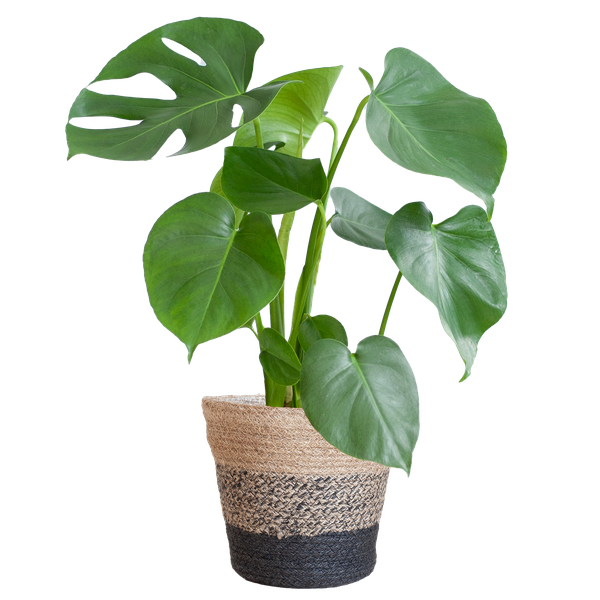 Monstera Deliciosa with Lisbon basket - 50cm - Ø17