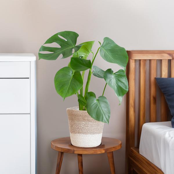 Monstera Deliciosa with Lisbon basket - 50cm - Ø17