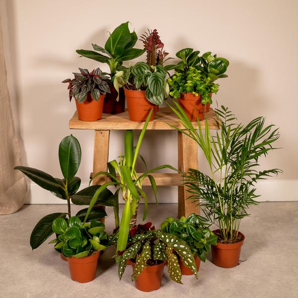 Green lucky birds - Misfits box - 12 plants - Ø12cm