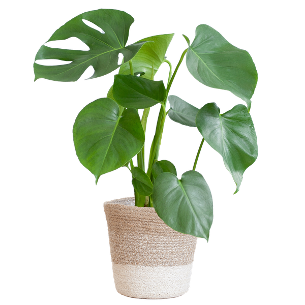 Monstera Deliciosa with Lisbon basket - 50cm - Ø17