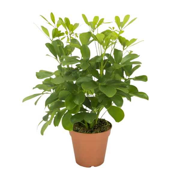 Schefflera Nora - 35cm - Ø13