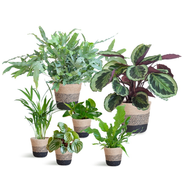 Animal Friendly Plant Box Large with Lisbon Baskets Black - 6 Plants