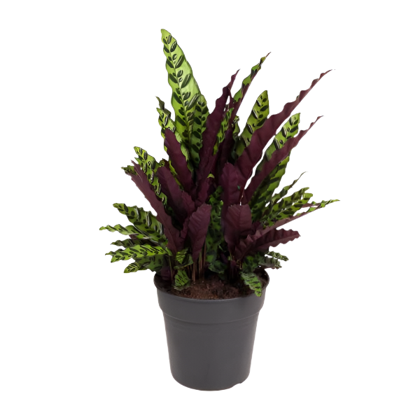 Calathea Lancifolia - 70cm - Ø27