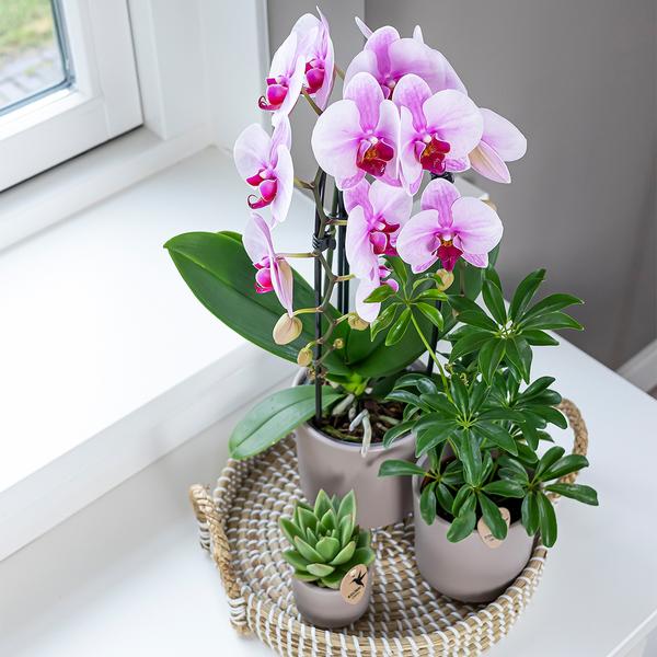 Phalaenopsis Orchidee roze - Niagara Fall - Ø12