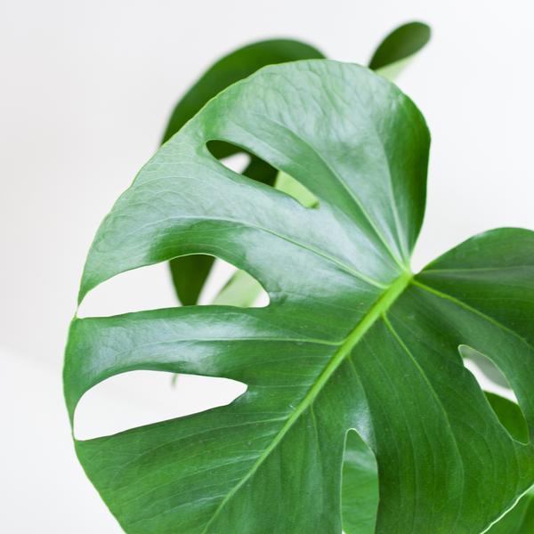 Monstera Deliciosa with Lisbon basket - 50cm - Ø17
