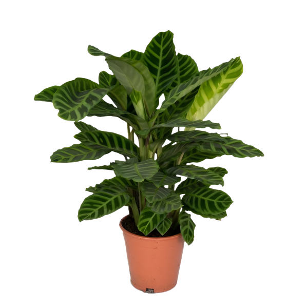 Calathea Zebrina - Peacock Plant - 80cm - Ø19