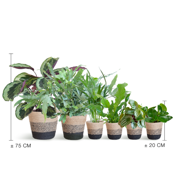 Animal Friendly Plant Box Large with Lisbon Baskets Black - 6 Plants