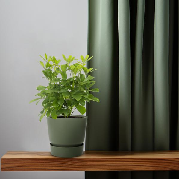 Schefflera Nora - 35cm - Ø13