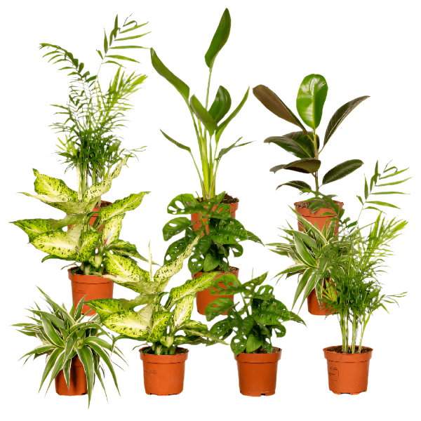 Planten verrassingsbox x10 - 25cm - Ø12