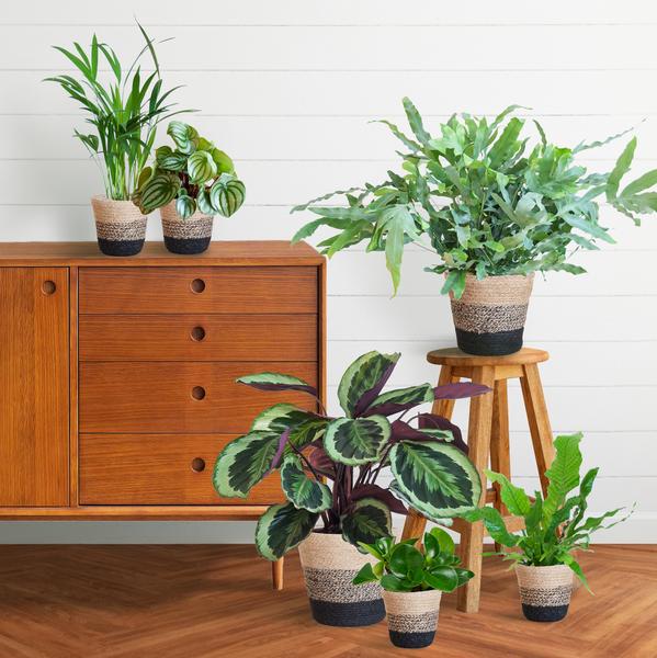 Animal Friendly Plant Box Large with Lisbon Baskets Black - 6 Plants