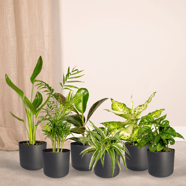 Planten verrassingsbox x10 - 25cm - Ø12
