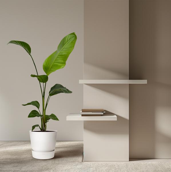 COMBI DEAL - Strelitzia Nicolai - 100 cm - Ø17 - 2 stuks