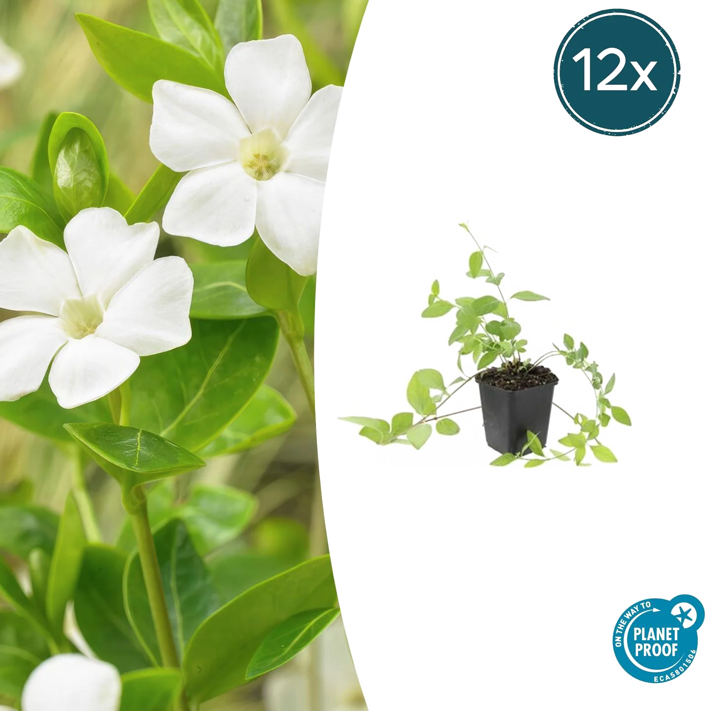Vinca major &
