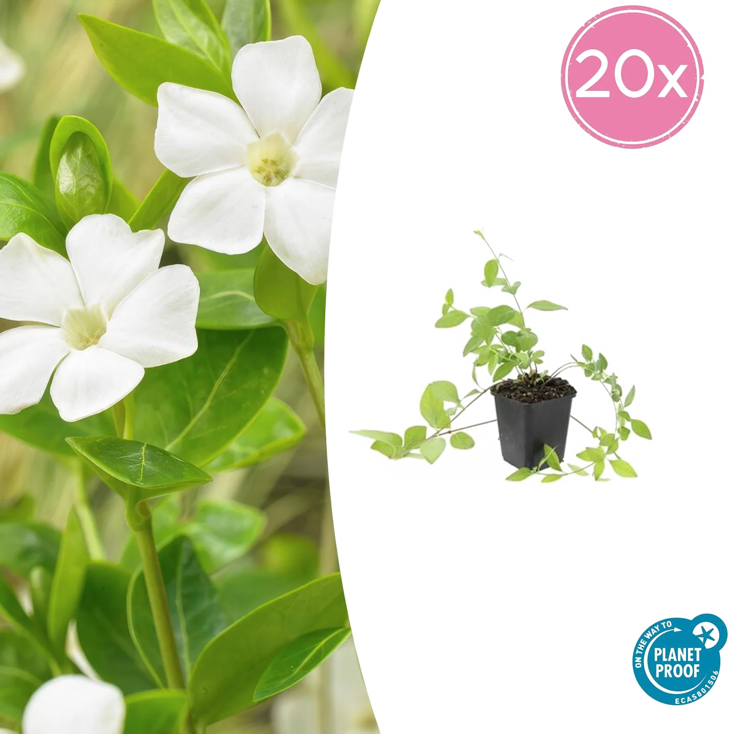 Vinca major &