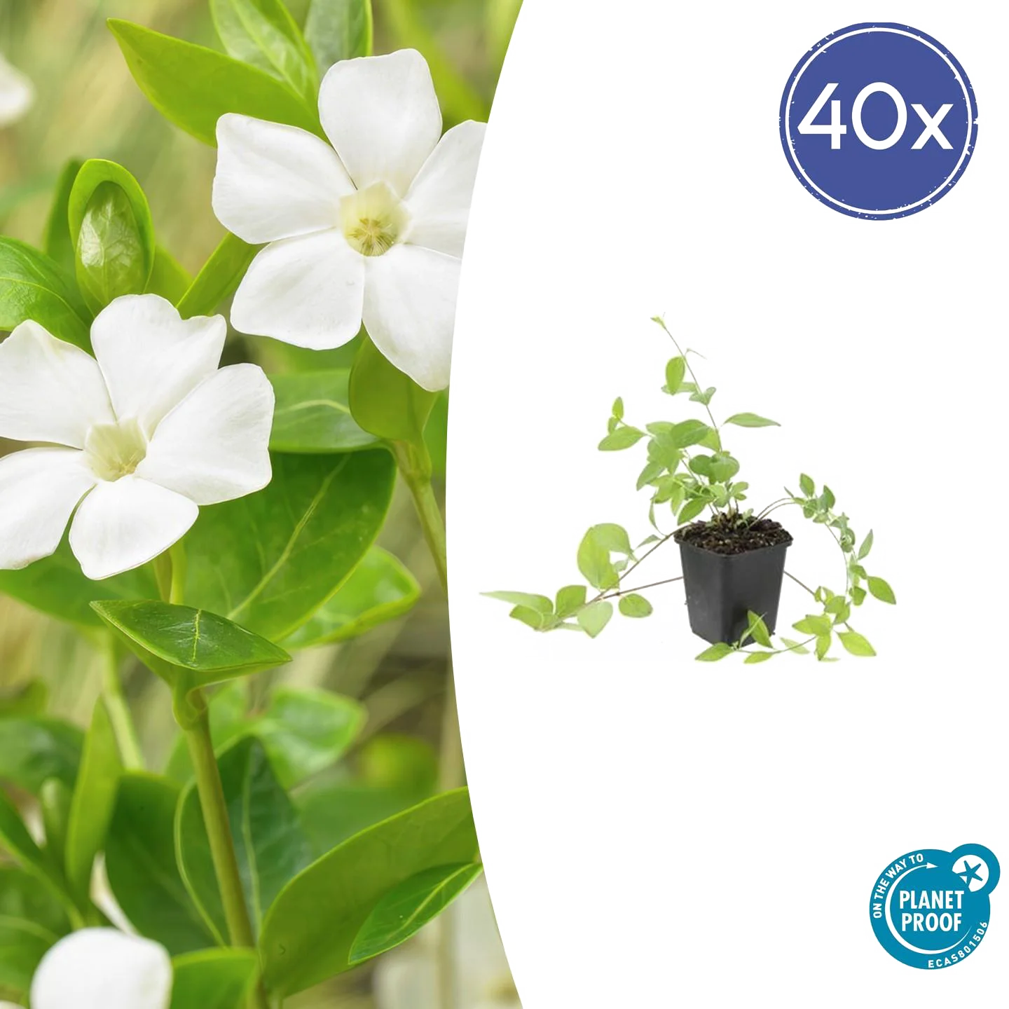 Vinca major &