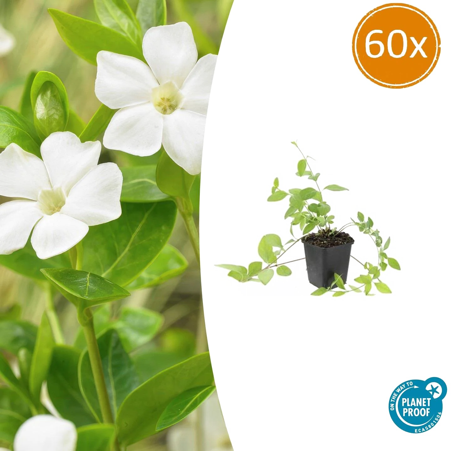 Vinca major &