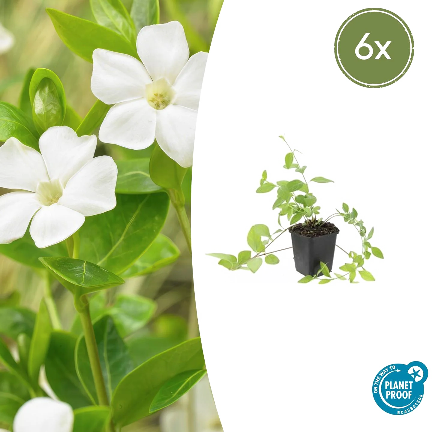 Vinca major &