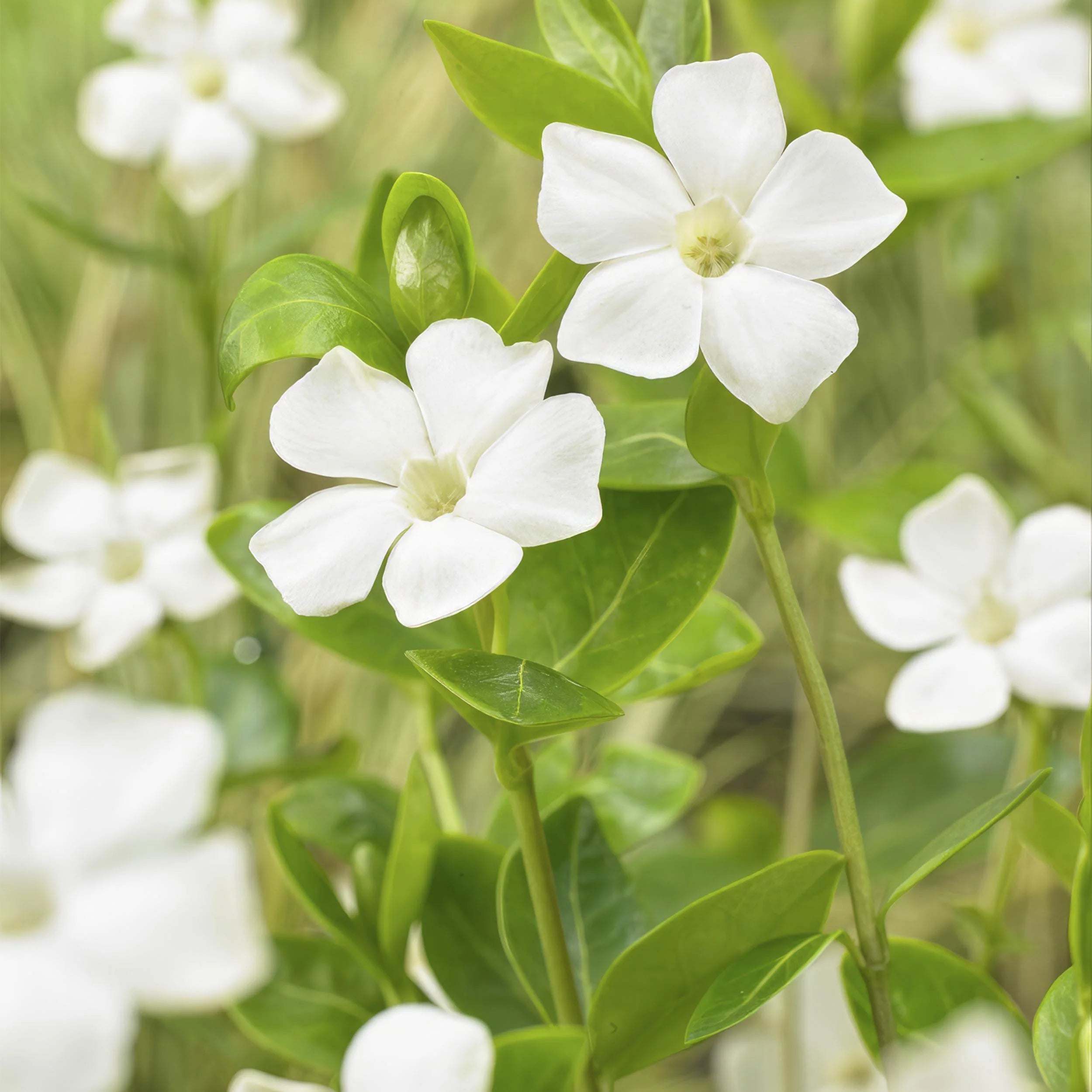 Vinca major &