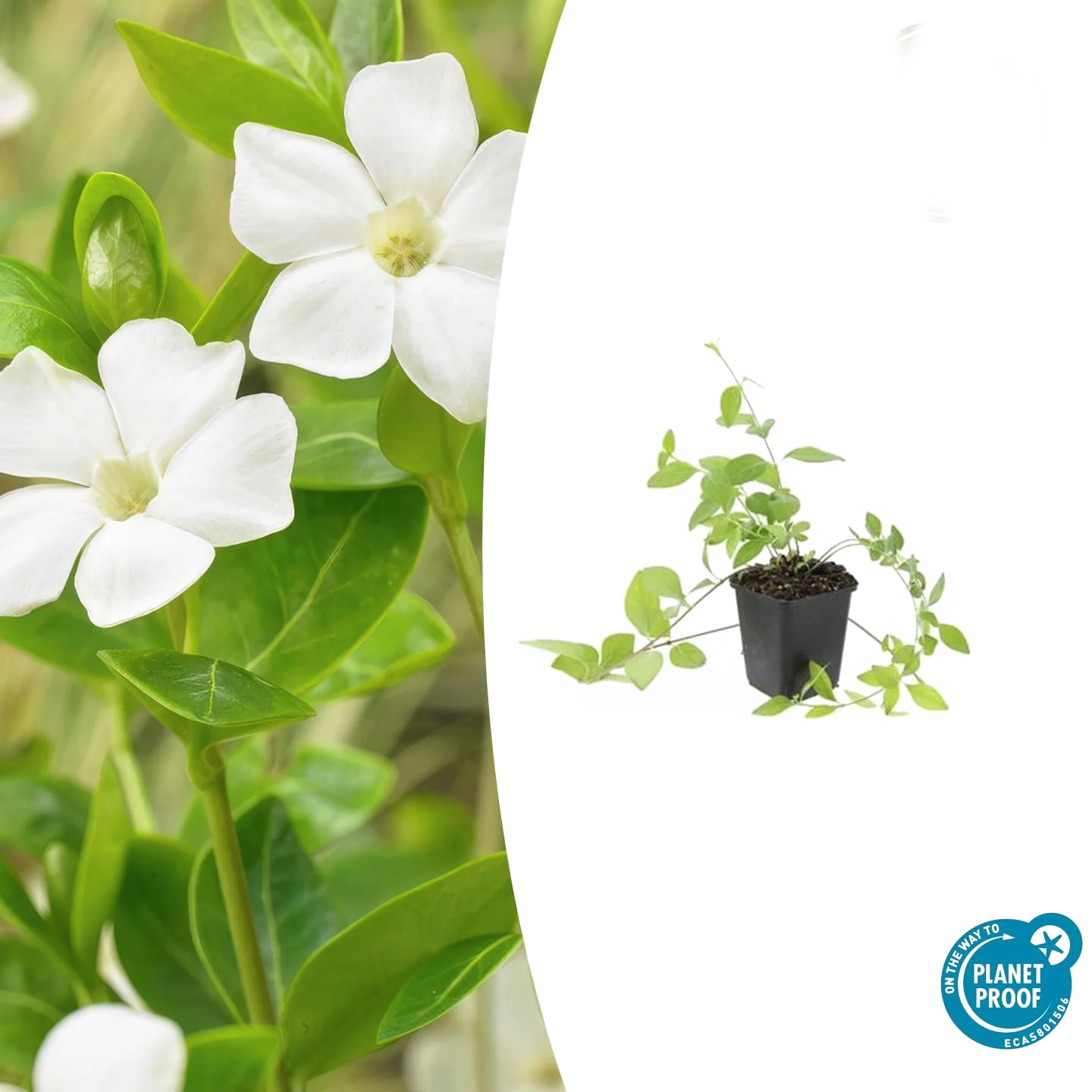 Vinca major &