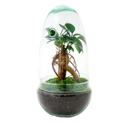 DIY terrarium - Egg - Ficus Ginseng Bonsai - 25cm