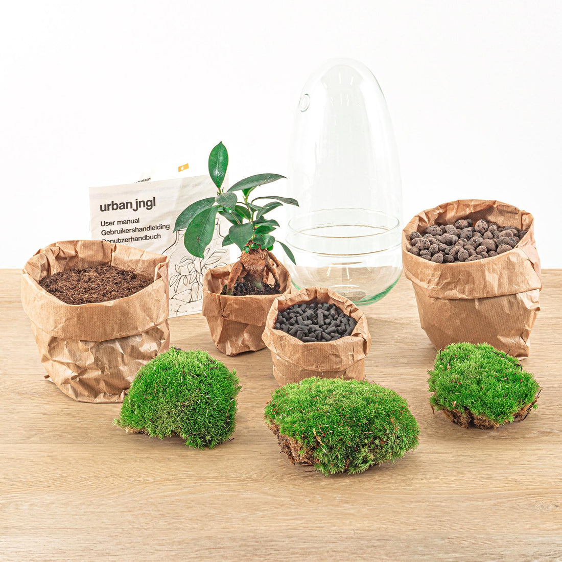 DIY terrarium - Egg - Ficus Ginseng Bonsai - 25cm