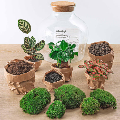 DIY terrarium - Fat Joe Coffea - 30cm