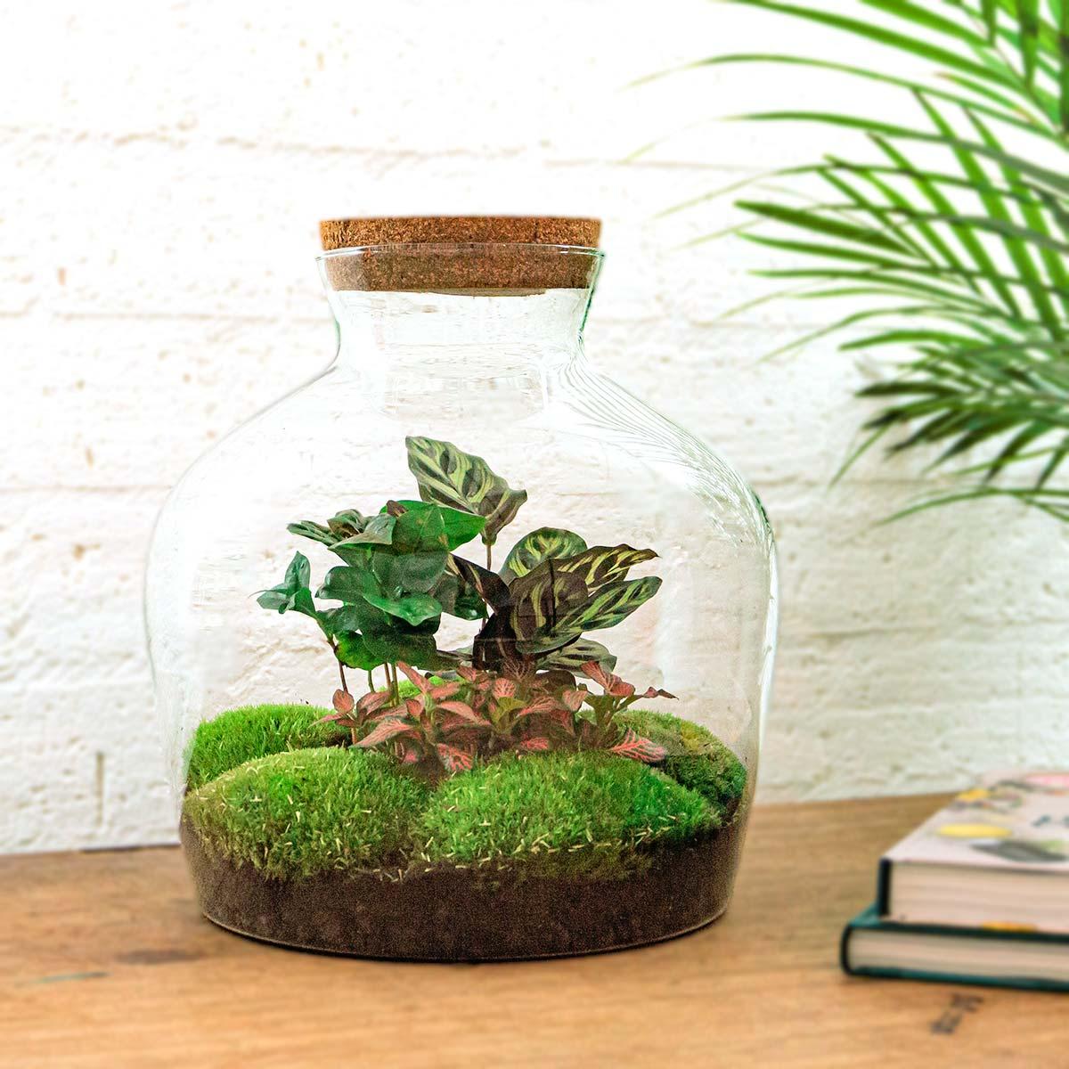 DIY terrarium - Fat Joe Coffea - 30cm