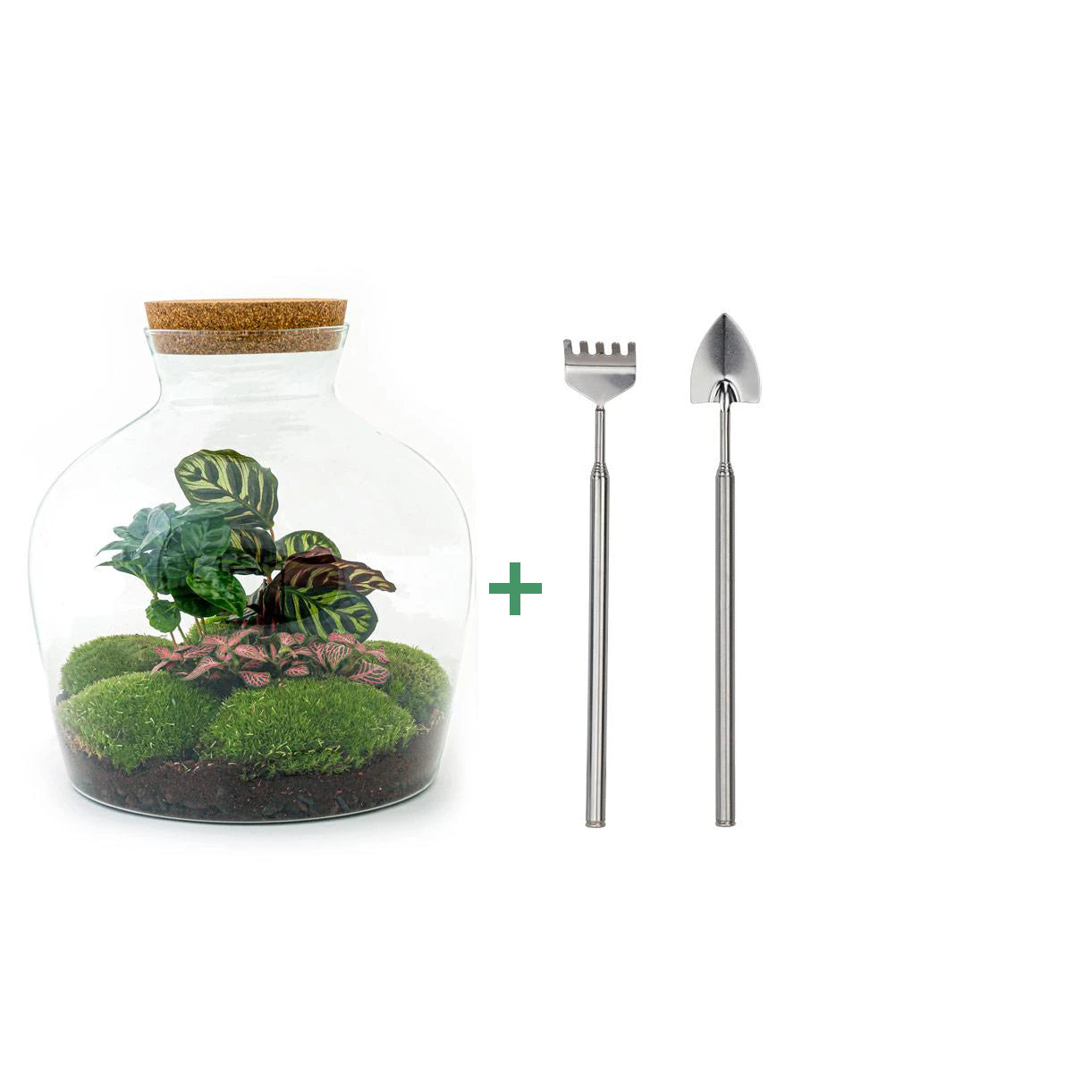 DIY terrarium - Fat Joe Coffea - 30cm