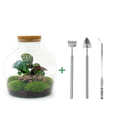 DIY terrarium - Fat Joe Coffea - 30cm