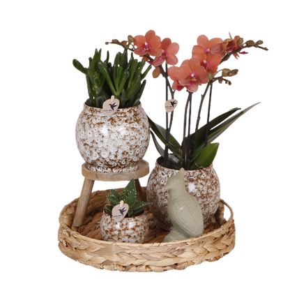Natural plant set - Orchid red + succulents