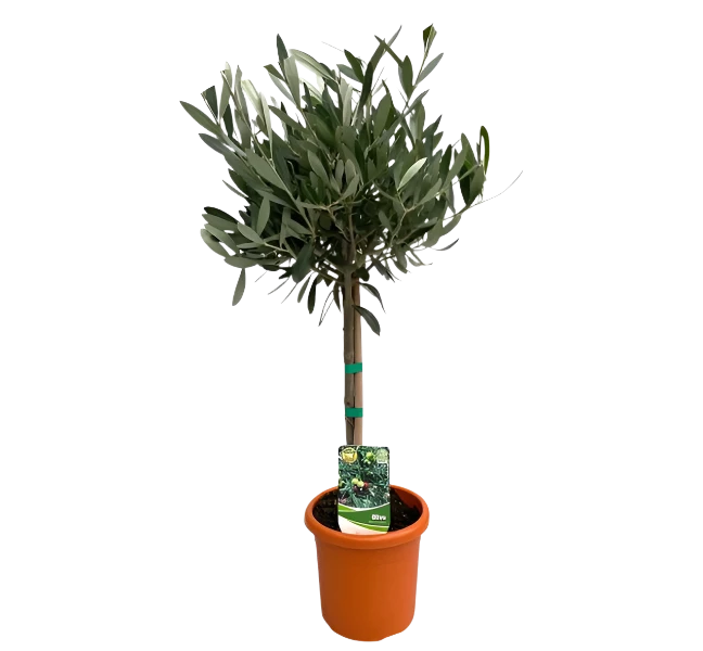 Olea Europaea &quot;on trunk&quot; - 60cm - Ø15
